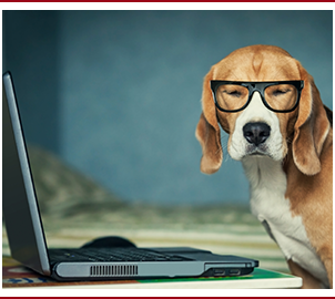 Smart dog wearing glasses in front of laptop